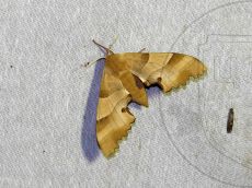 Marumba-quercus-_самка_Чехрак